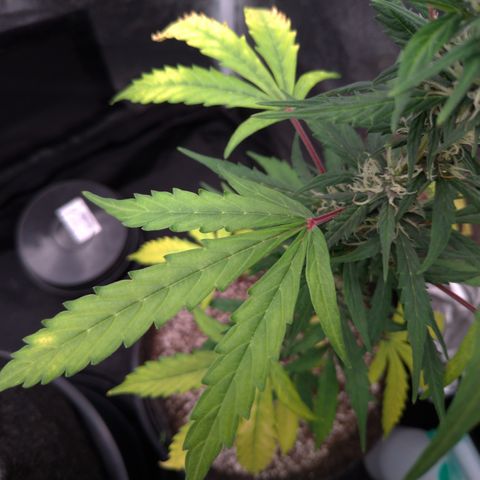 LondonCheese#1 growlog timeline photo