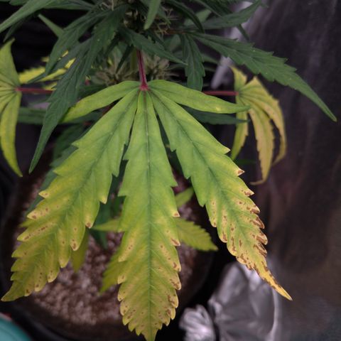 LondonCheese#1 growlog timeline photo