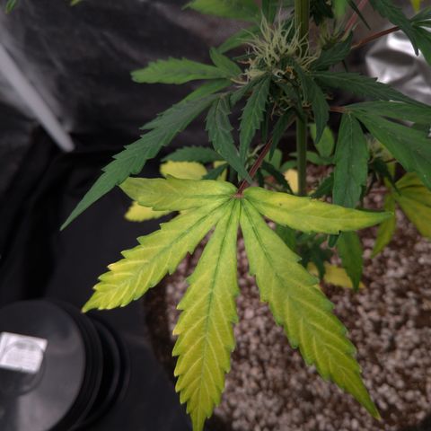 LondonCheese#1 growlog timeline photo