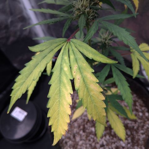 LondonCheese#1 growlog timeline photo