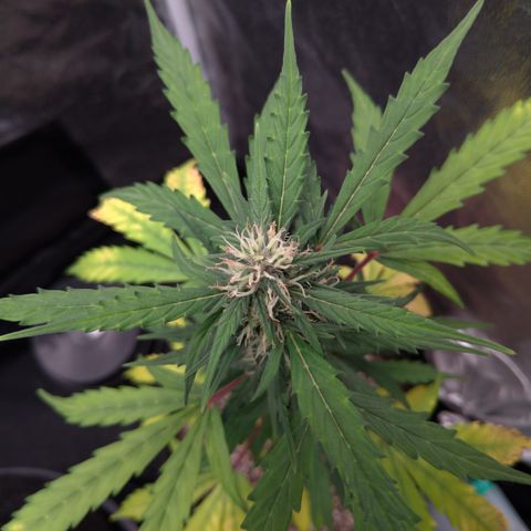 LondonCheese#1 growlog timeline photo