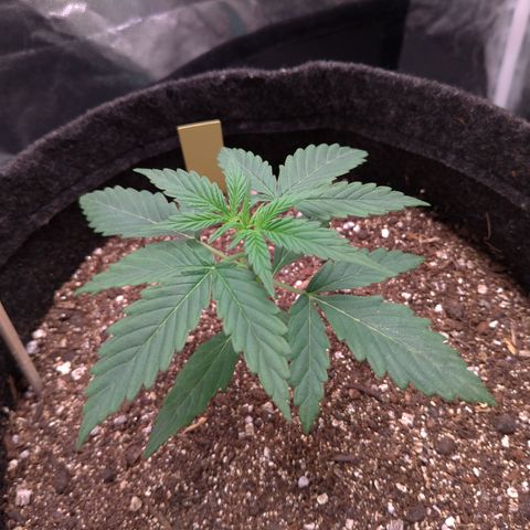 LemonHaze#2 growlog timeline photo