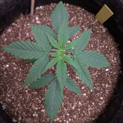 LemonHaze#2 growlog timeline photo