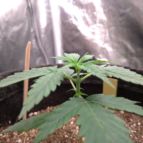 LemonHaze#2 growlog timeline photo