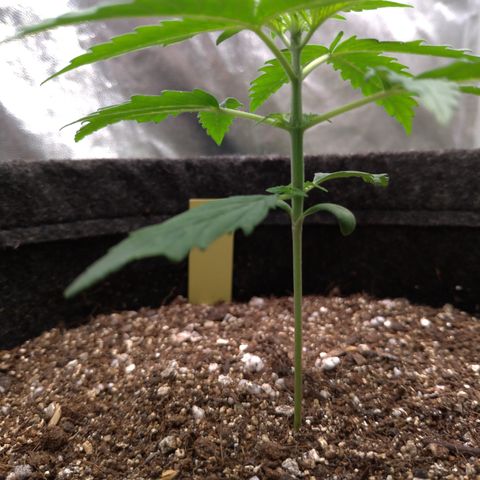 LemonHaze#2 growlog timeline photo