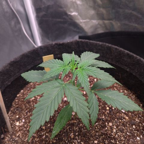 LemonHaze#2 growlog timeline photo