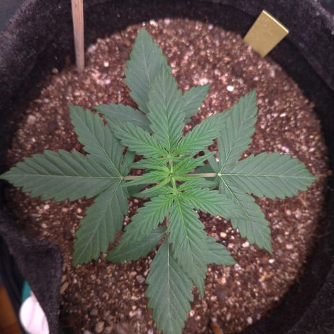 LemonHaze#2 growlog timeline photo