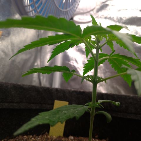 LemonHaze#2 growlog timeline photo
