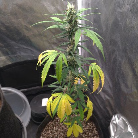 LondonCheese#1 growlog timeline photo