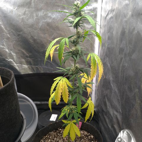 LondonCheese#1 growlog timeline photo