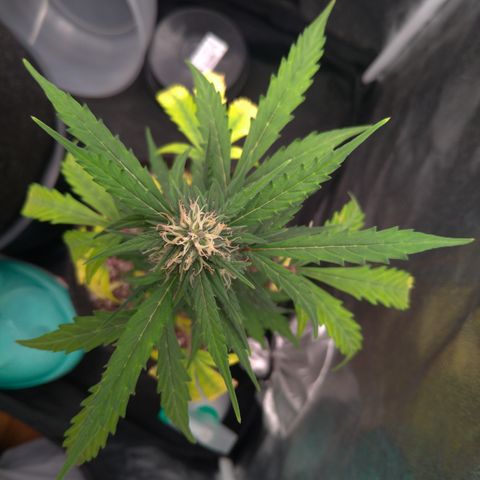 LondonCheese#1 growlog timeline photo