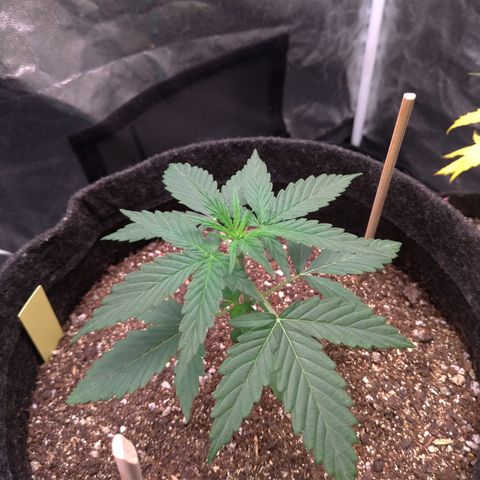 LemonHaze#2 growlog timeline photo