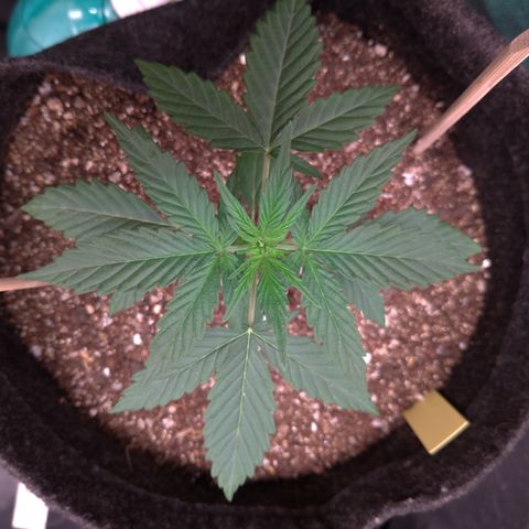 LemonHaze#2 growlog timeline photo
