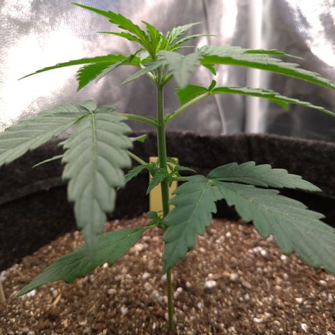 LemonHaze#2 growlog timeline photo
