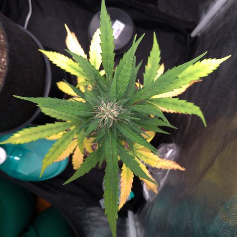LondonCheese#1 growlog timeline photo