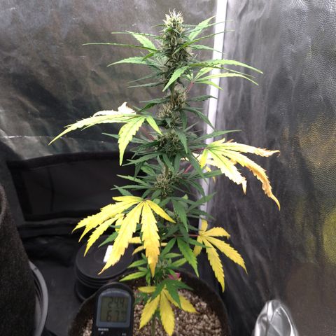 LondonCheese#1 growlog timeline photo