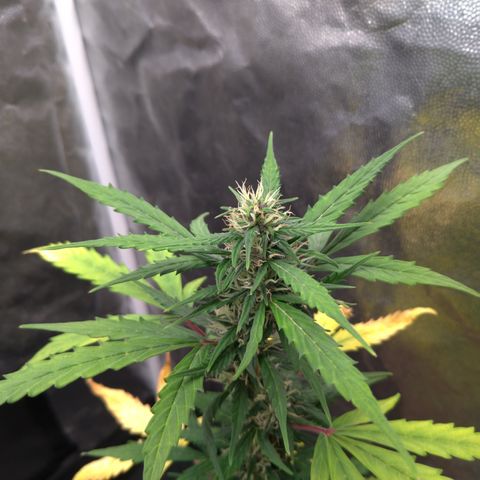 LondonCheese#1 growlog timeline photo