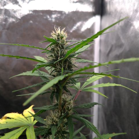 LondonCheese#1 growlog timeline photo