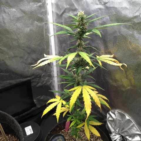 LondonCheese#1 growlog timeline photo