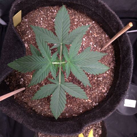 LemonHaze#2 growlog timeline photo