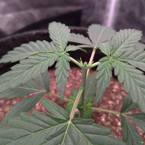 LemonHaze#2 growlog timeline photo