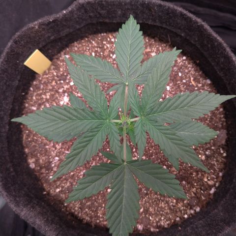 LemonHaze#2 growlog timeline photo