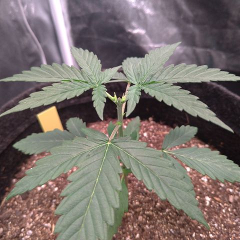 LemonHaze#2 growlog timeline photo