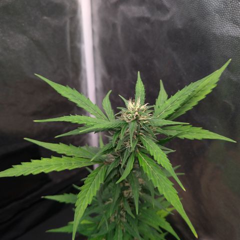 LondonCheese#1 growlog timeline photo