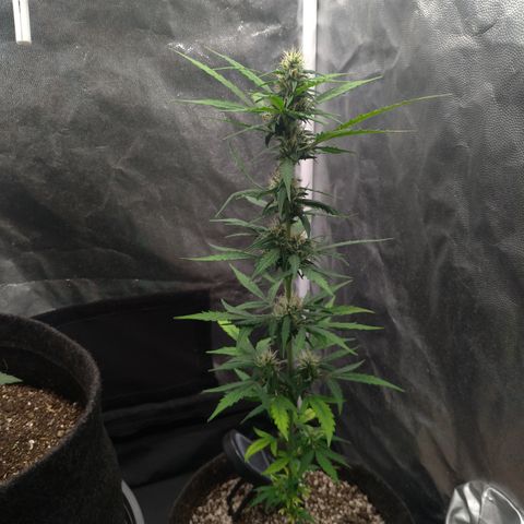 LondonCheese#1 growlog timeline photo