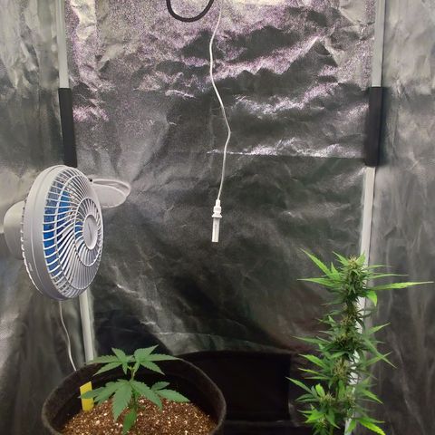 LondonCheese#1 growlog timeline photo