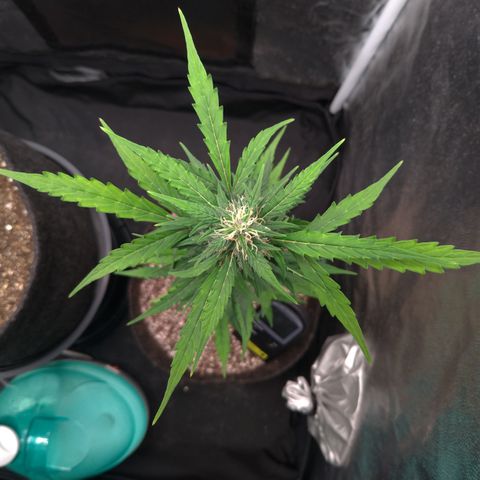 LondonCheese#1 growlog timeline photo