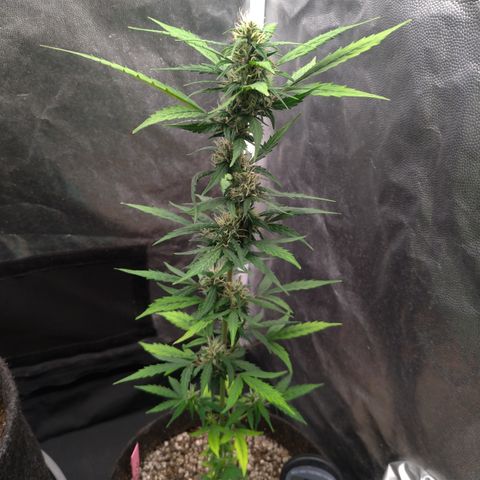 LondonCheese#1 growlog timeline photo