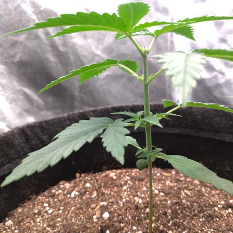 LemonHaze#2 growlog timeline photo