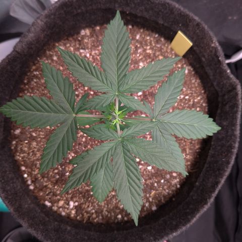 LemonHaze#2 growlog timeline photo