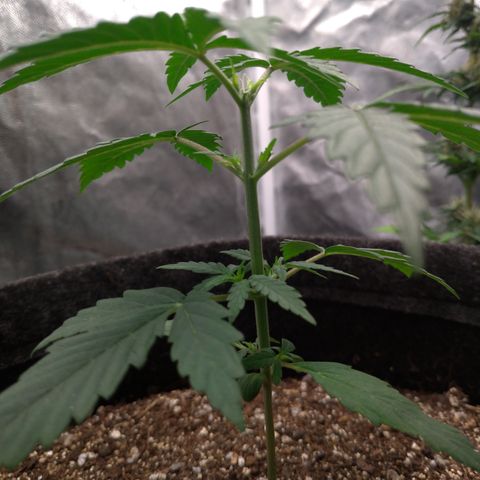 LemonHaze#2 growlog timeline photo