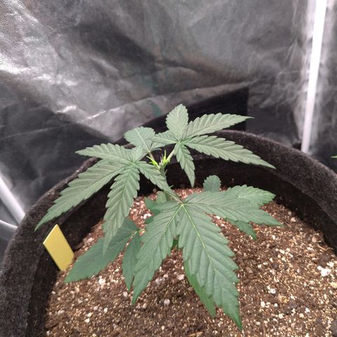 LemonHaze#2 growlog timeline photo