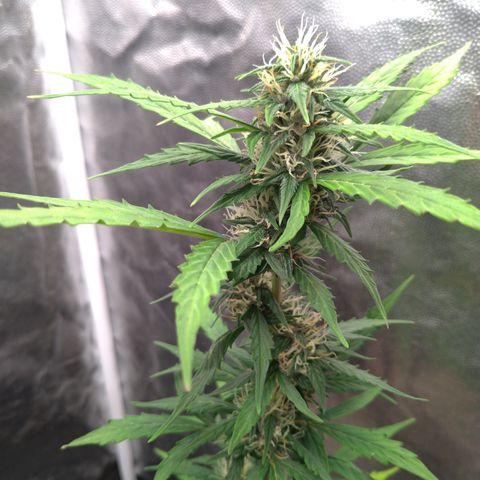 LondonCheese#1 growlog timeline photo