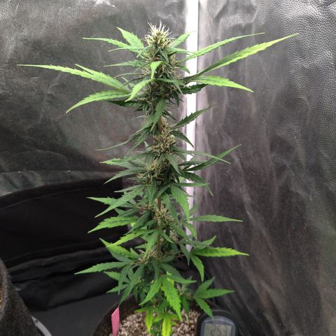 LondonCheese#1 growlog timeline photo