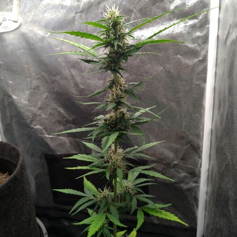 LondonCheese#1 growlog timeline photo