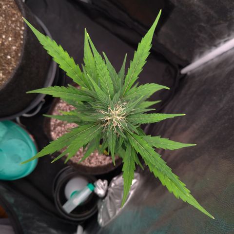 LondonCheese#1 growlog timeline photo