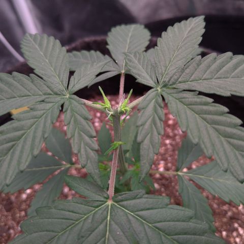 LemonHaze#2 growlog timeline photo