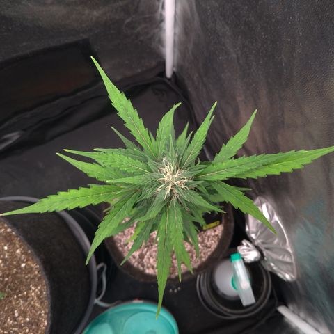 LondonCheese#1 growlog timeline photo