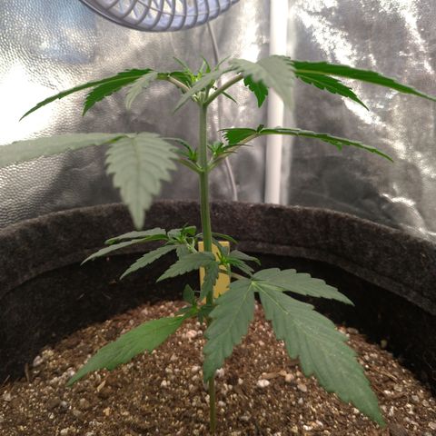 LemonHaze#2 growlog timeline photo