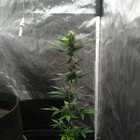 LondonCheese#1 growlog timeline photo