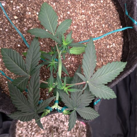LemonHaze#2 growlog timeline photo