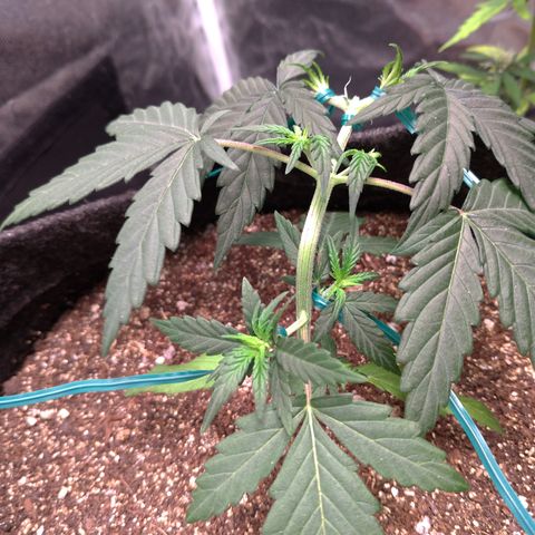 LemonHaze#2 growlog timeline photo