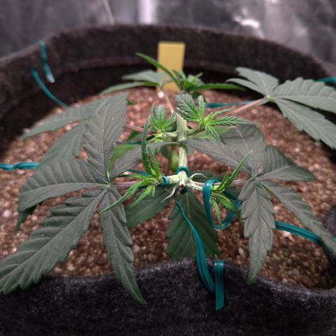LemonHaze#2 growlog timeline photo