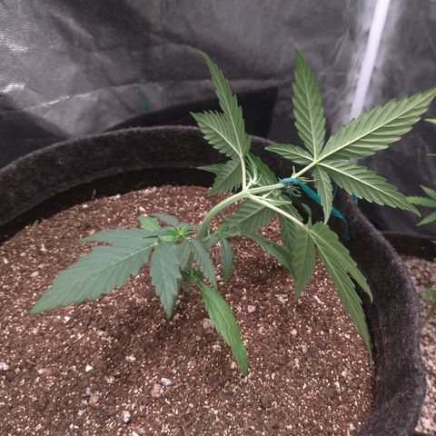 LemonHaze#2 growlog timeline photo