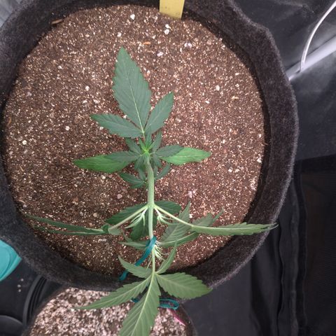 LemonHaze#2 growlog timeline photo