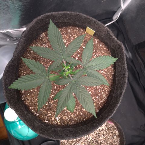 LemonHaze#2 growlog timeline photo